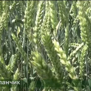 YELANCHIK