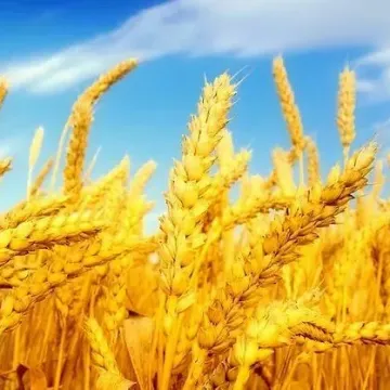 Иргина