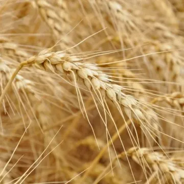 KATUN