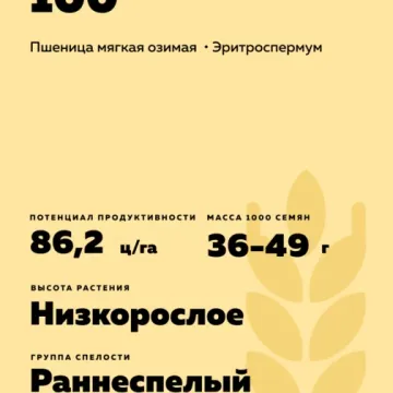 KAZANSKAYA YUBILEYNAYA