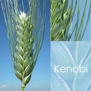Кеноби