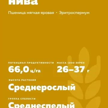 Кинельская Нива