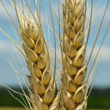 Колос Полесский