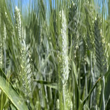 Крупинка