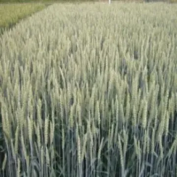 Л 503