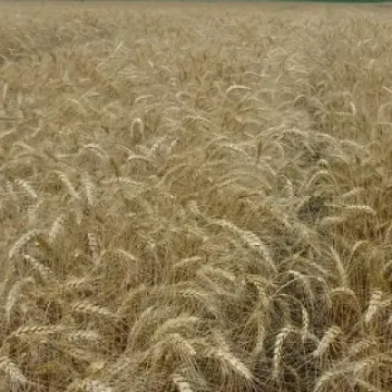 Мальованка