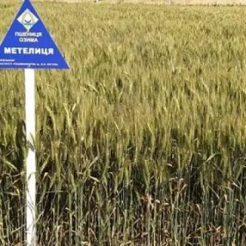 Метелиця харьковская
