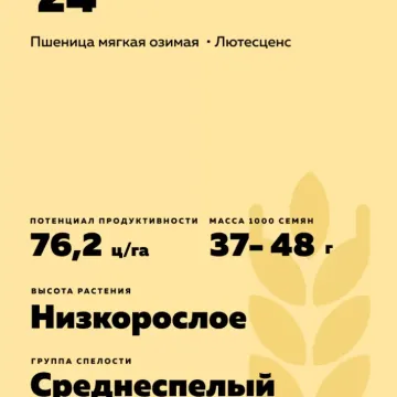 НЕМЧИНІВСЬКА 24