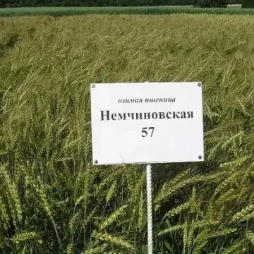 НЕМЧИНОВСКАЯ 57