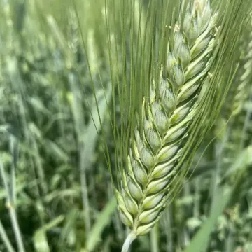 Одари