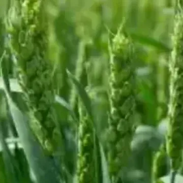 ОМСКАЯ 24