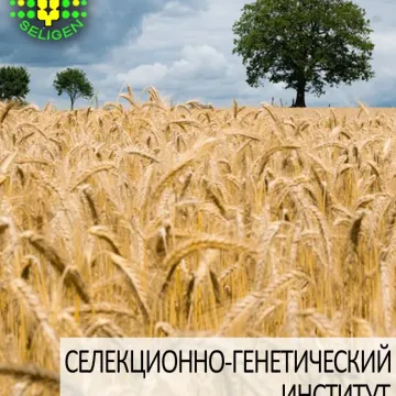 Протекція одеська