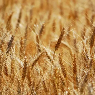 Романивская