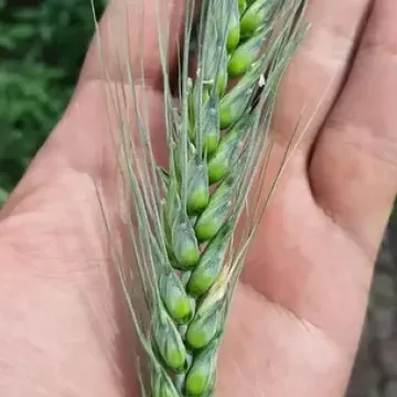 Саратус