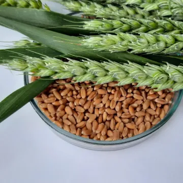Щедривка киевская