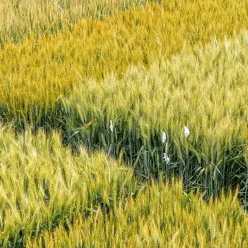 Сенека