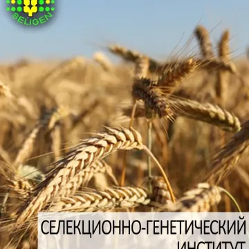 Версия одеская
