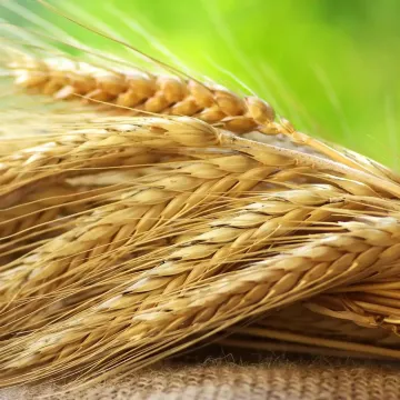 Вигадка