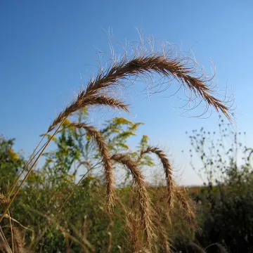 Ленский