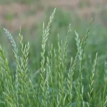 Гусляр
