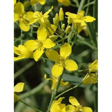 Bagira