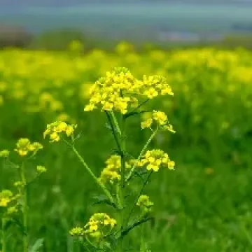 Калимера Кл