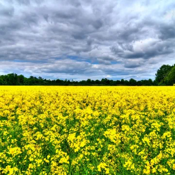 Кристиано КВС