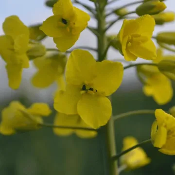 Комбиа