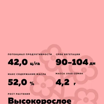 КВС Джерардос