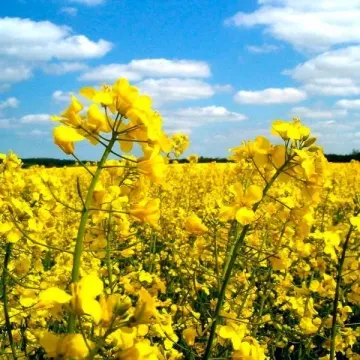 Легинь