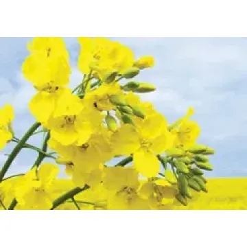 ЛГ Академик