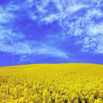 Марвін
