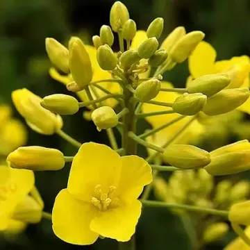 OREDEZH 2