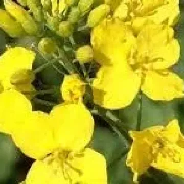 ПР46Х75