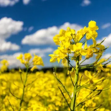 РХ113 / ПХ113