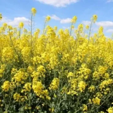 Сіртакі КС