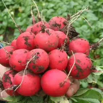 Фараон