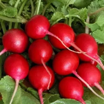 КАТРУСЯ.