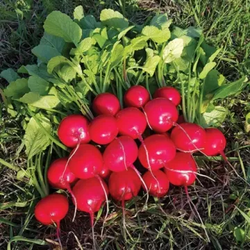 Кларія