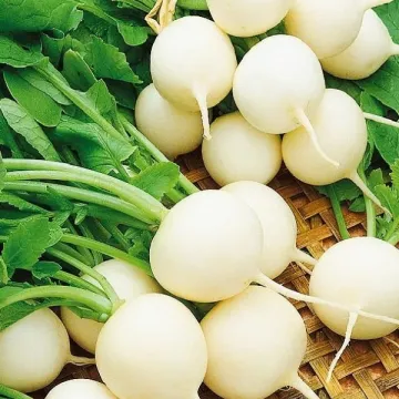 Моховский