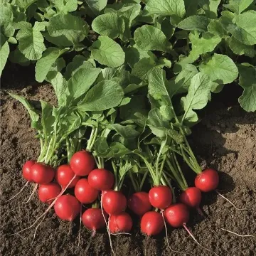 Офелія