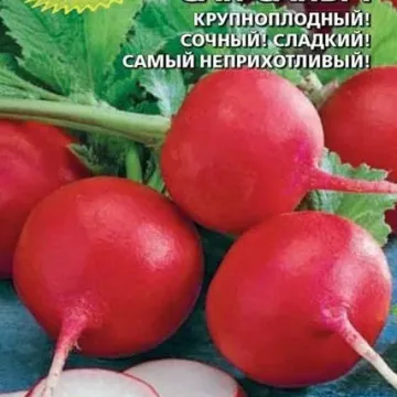 САН Санич