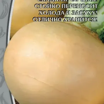 Гинга