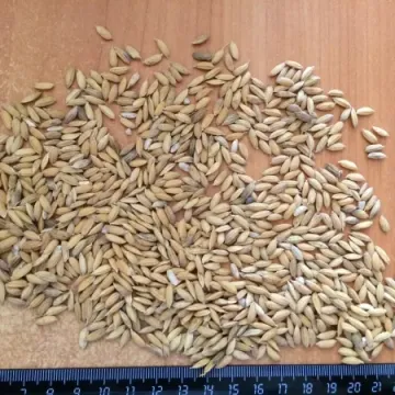 Кураж