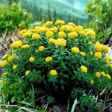 Байкалия