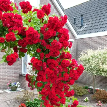 Paul's Scarlet Climber