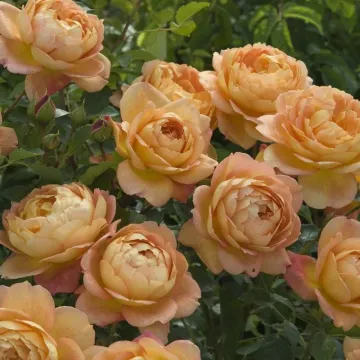 РЮИЦХ2700Д