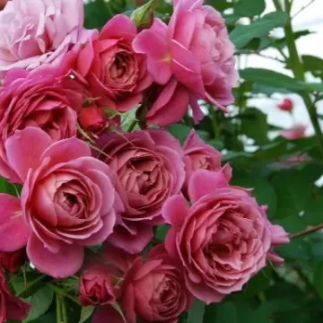 РЮИЦИ 0731А