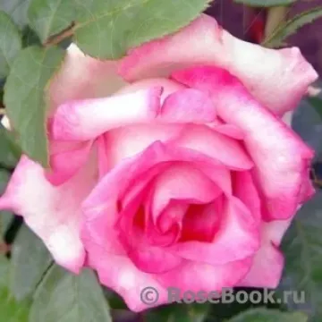 РЮИЦЛ 1632Б