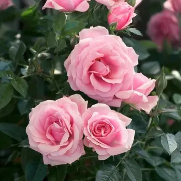 STSKH 09927